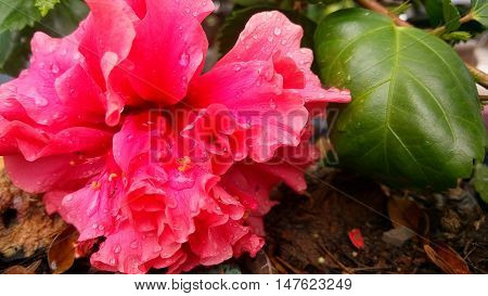 Beautiful flower of an incredible pink.
simply beautiful.