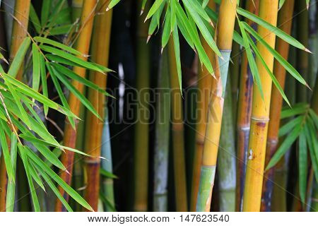 Bamboo leaves surrounding the background bamboo stems.