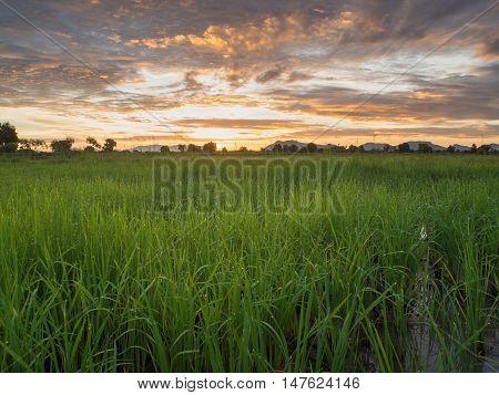 Fantastic wheat field at the sunset. Colorful sky. golden ears of wheat or rye on sky background with clouds under the influence of sunlight. Rich harvest Concept. majestic rural landscape