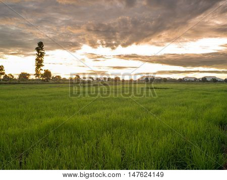 Fantastic wheat field at the sunset. Colorful sky. golden ears of wheat or rye on sky background with clouds under the influence of sunlight. Rich harvest Concept. majestic rural landscape