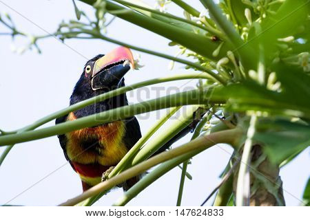 Fiery Billed Aracari - Pteroglossus Frantzii.