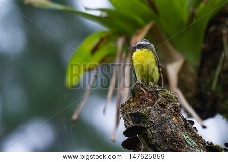 Great Kiskadee In Costa Rica