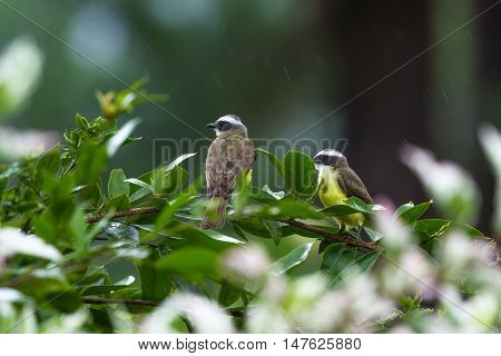Great Kiskadee In Costa Rica