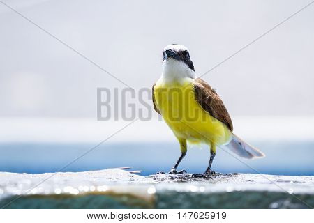Great Kiskadee In Costa Rica