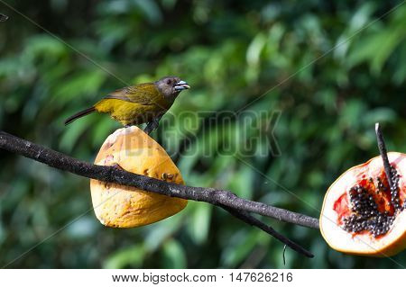 Small Bird With Grey Head And Olive Body