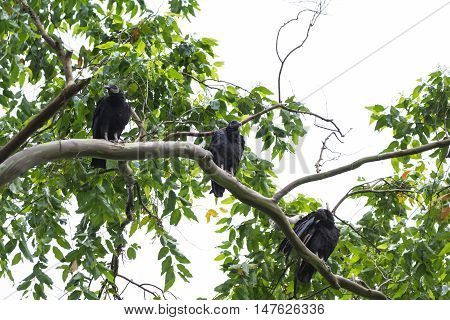 Tropical Black Vulture