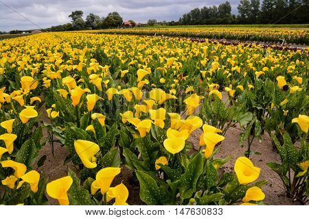 Calla Garden Field Cultivation