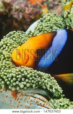 Orange-fin Anemonefish sheltering in anemone