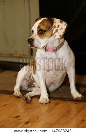 Beabull puppy/ Beagle , bulldog mix