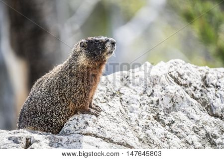 Yellow-bellied marmot (Marmota flaviventris) from the Grand Teton national park. Wyoming, USA