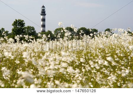 Lighthouse in the Baltic Sea. View from the flowery meadow natural environment. Osmussaar Estonia Europe.