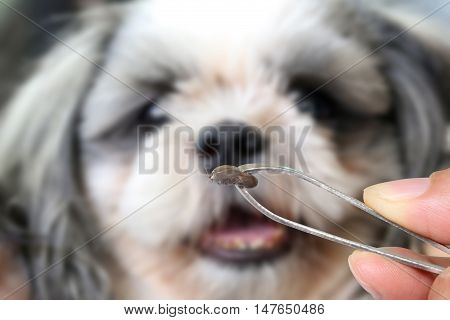 Big Ticks of a dogtweezers to clamp a big tick dog.