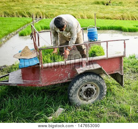 Old farmer working on rice plantation