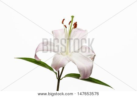 Lily. Beautiful flower open petal. Bright white bloom blossom. Blooming flower on isolated white background