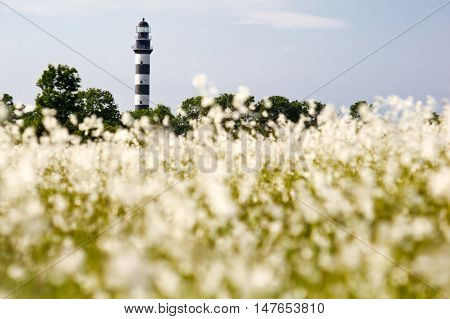 Lighthouse in the Baltic Sea. View from the flowery meadow natural environment. Osmussaar Estonia Europe.