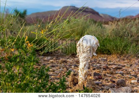mushroom in the desert mountains in the background. Sunset