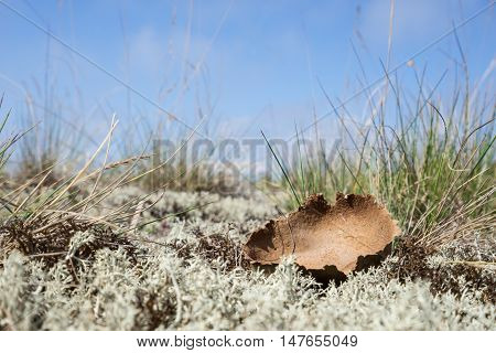 Dried giant puffball. Young white mushroom is edible fungus. Calvatia gigantea blue sky moss and grass in background. Seaside natural environment. Shore in Koipsi Island Estonia Europe