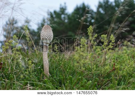 Macrolepiota procera is edible fungus. Parasol mushroom blue sky and forest in background. Seaside natural environment. Shore in Koipsi Island Estonia Europe