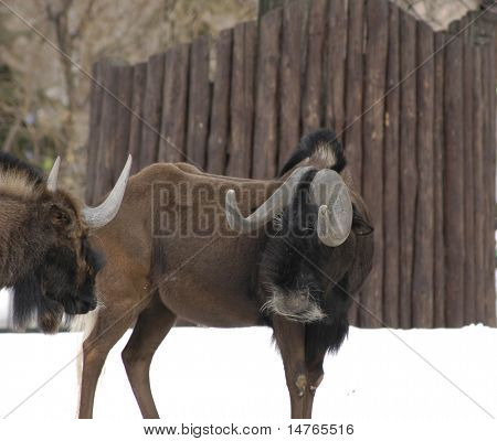 Antilope Gnu