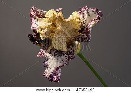 Tennessee woman bloom blooming. Beautiful spring flower open petal. Brown and white with purple edges iris blossom.