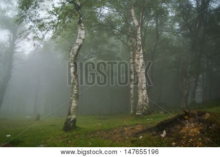 Morning Fog In The Mountains In A Birch Forest In Asturias, Spain
