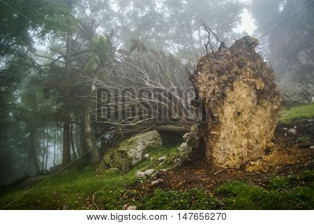 Tree Turned Out Of The Ground By Storm In Asturias, Spain
