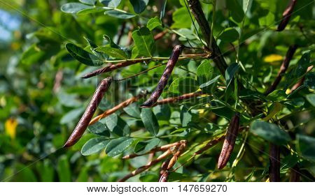 Caragana tree, yellow acacia, Caragana arborestsens sunny summer day.