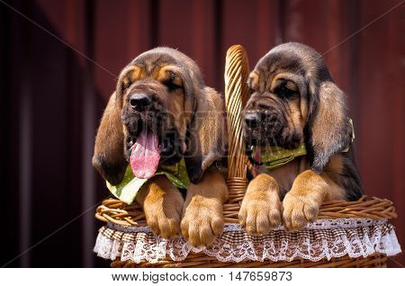 Beautiful puppies Bloodhound sitting in a basket. Two bloodhound puppy