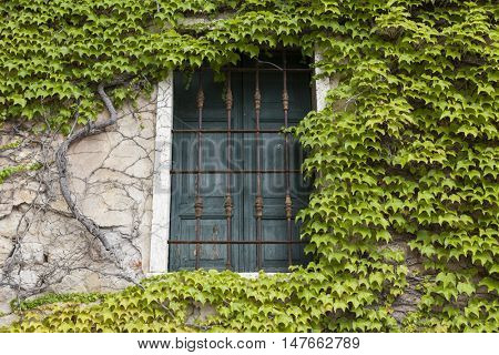 Old window with closed shutters on the window sill with ivy on the the stone wall. Italian Village.