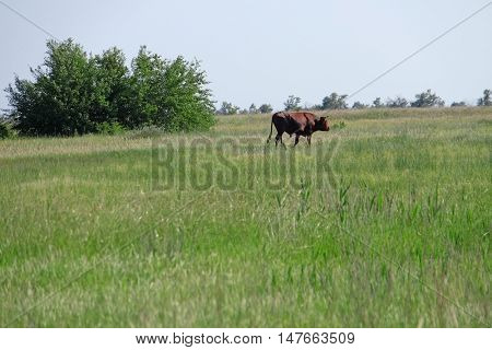 Field landscape with walking bull