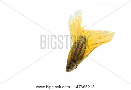 yellow betta fish isolated on black background.