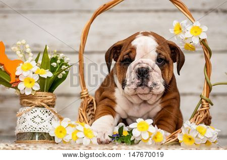 English bulldog puppy in a basket with flowers Narciso