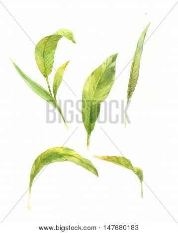 watercolor painting of green leaves on white background