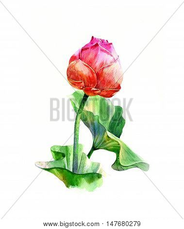 Watercolor illustration painting of leafs and lotus on white background