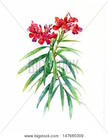 watercolor painting of leaves and flower on white background