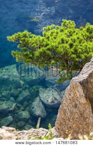 Pine-tree on a rock at the sea in the morning light