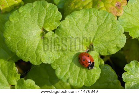 Coccinella