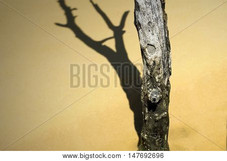 Dead Tree And Shadow