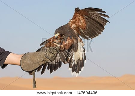 Harriet hawk landing on a had of her trainer in a desert near Dubai