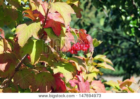 Red Viburnum On Branches