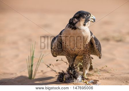 Peregrine falcon in a desert near Dubai