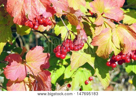 Red Viburnum On Branches