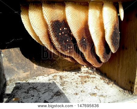 Beekeeping and honeycomb for background and Illustrate