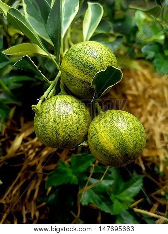 Lemon ball on tree for background and Illustrate