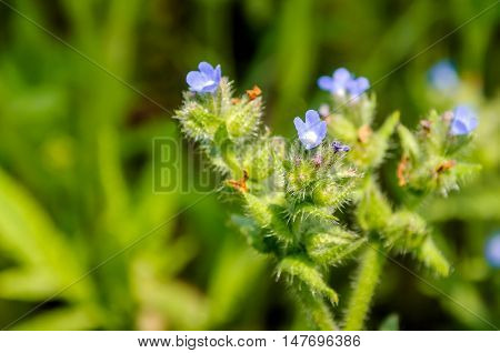 Closeup of budding blue flowering and overblown Annual Bugloss or Anchusa arvensis plant from close in the early summer season.