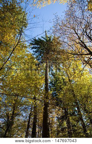 Autumnal mixed forest with dry leaves in sunnny day with spruce in middle, Bialowieza Forest, Poland, Europe