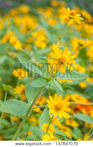 Melampodium divaricatum yellow flowers with green leaves in garden