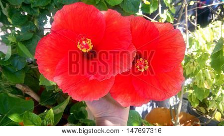 beautiful bright red flowers incredible. simply fantastic.