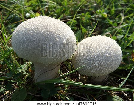Bovista , Wild mushrooms : Bovista plumbea ,