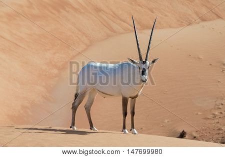 arabian oryx in the desert near Dubai